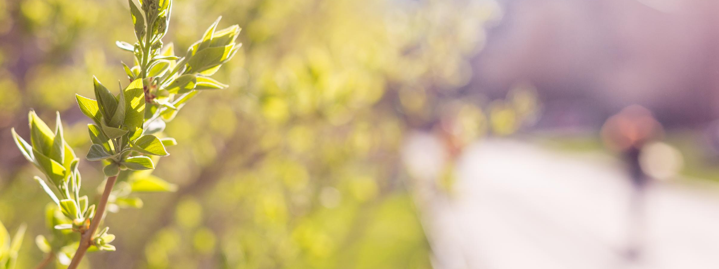 rows of red heart-shaped lolipops, which one smashed.